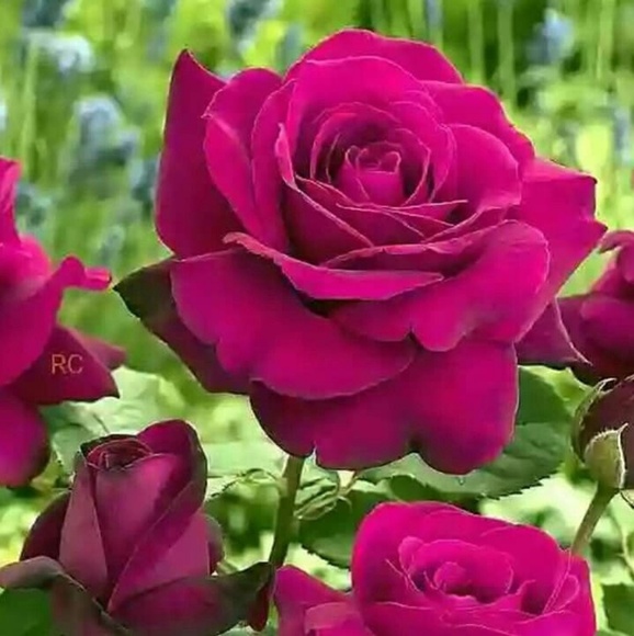 mick_luv54
